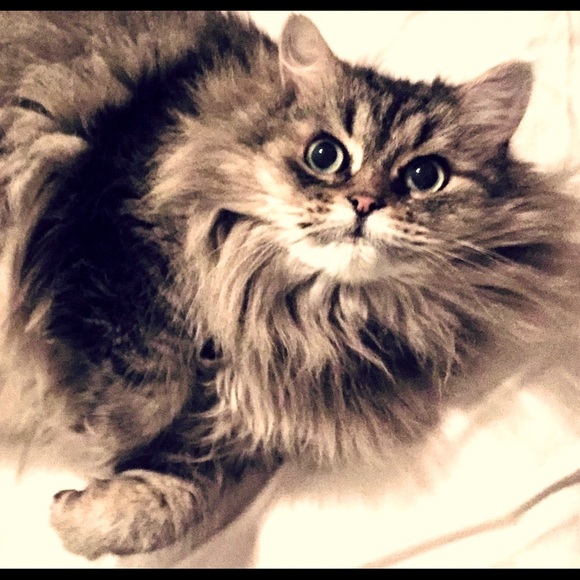 👋🏻MEET THE POSHER‼️🤗❤️🌺✌🏼 - Picture 11 of 16